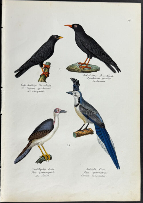 Jay, Birds
