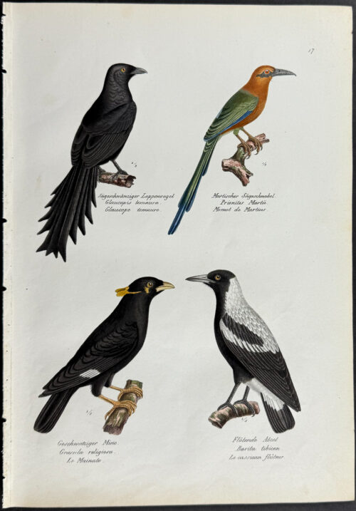 Motmot, Birds