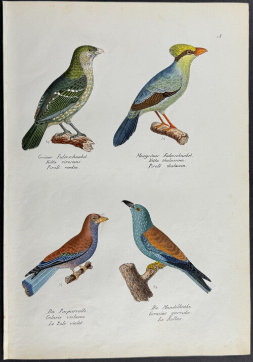 Roller, Turaco