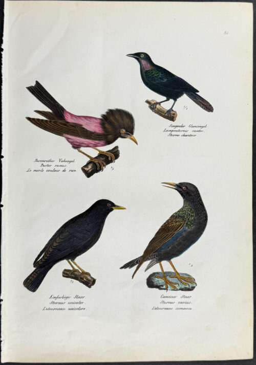 Starling