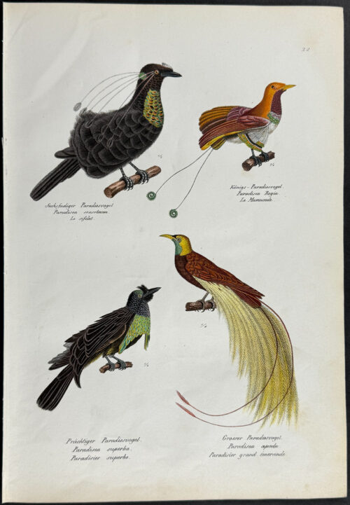 Birds of Paradise