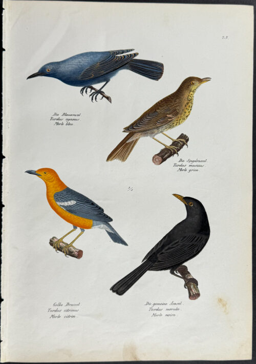 Birds