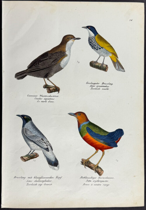 Birds, Pitta