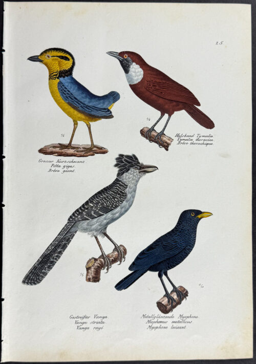 Birds