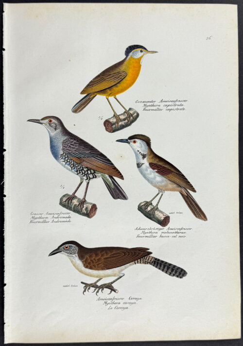 Birds