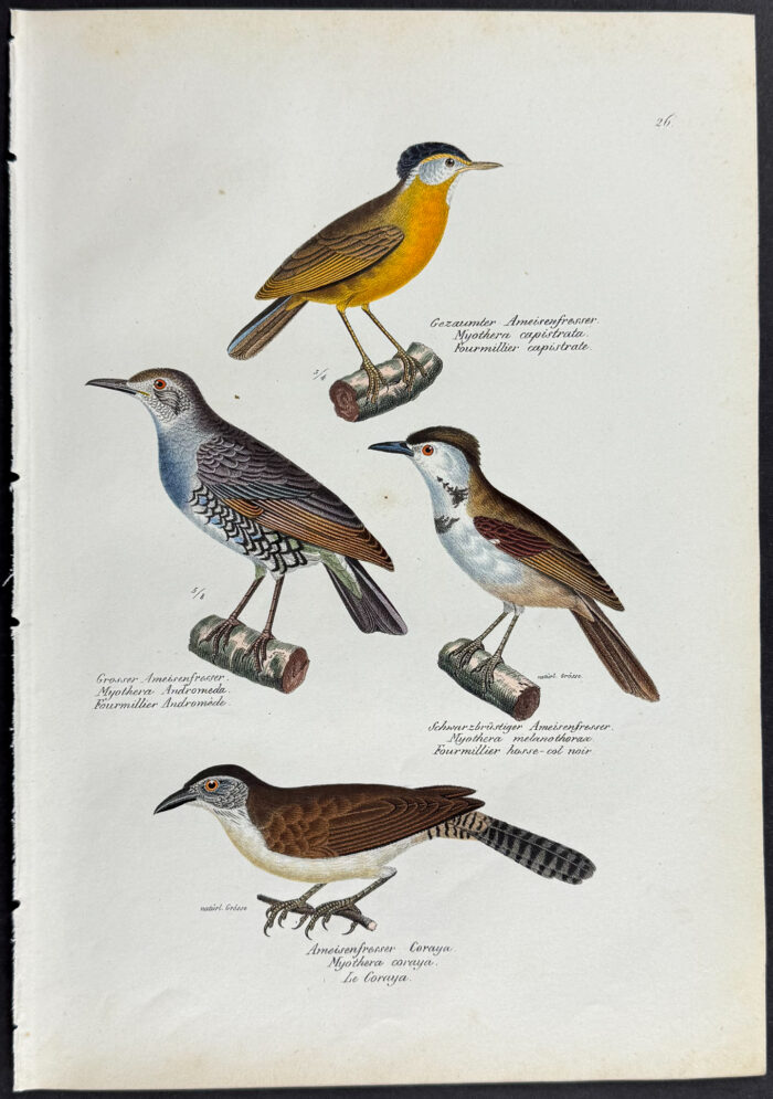 Birds