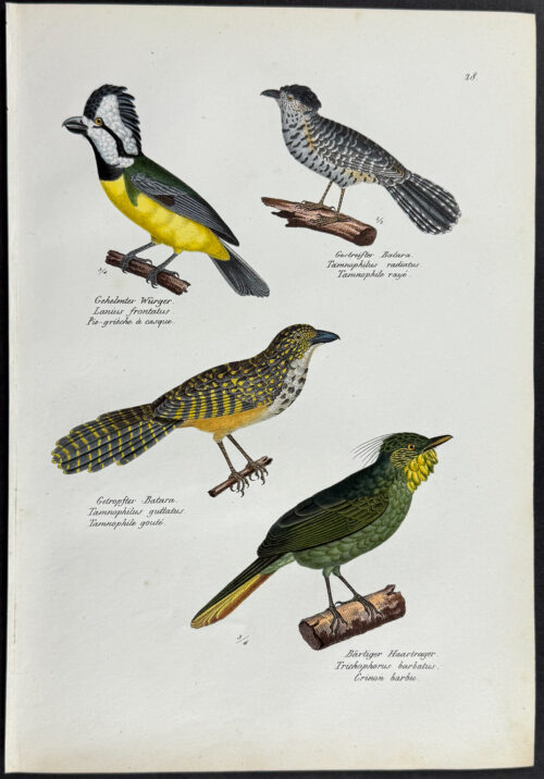 Birds