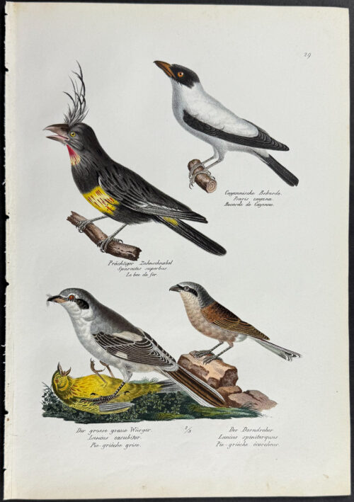 Birds