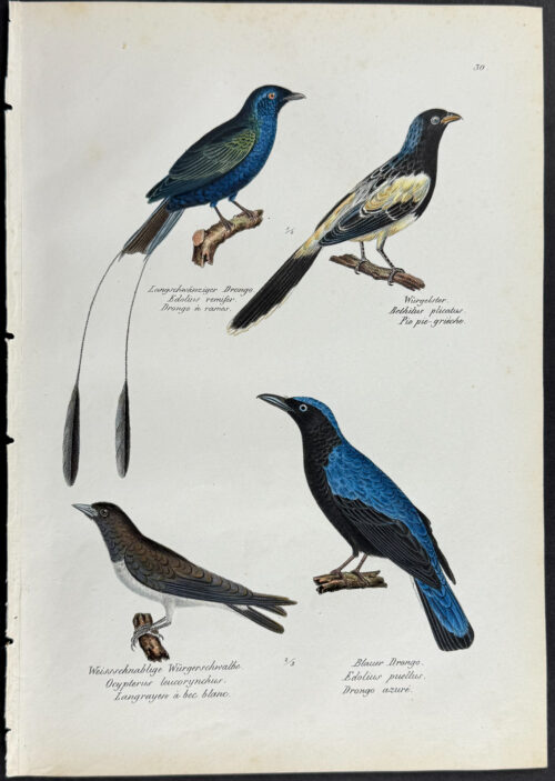 Birds