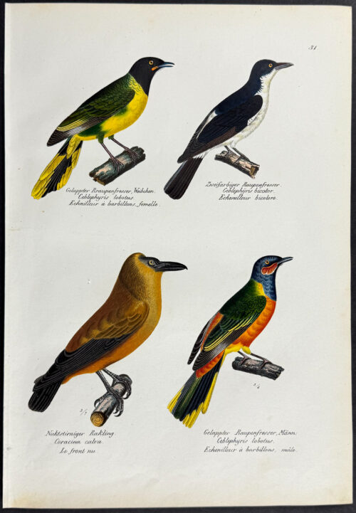 Birds