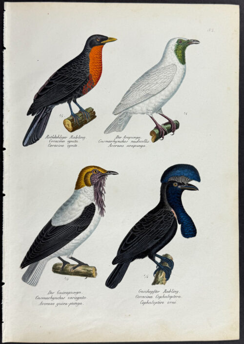 Birds