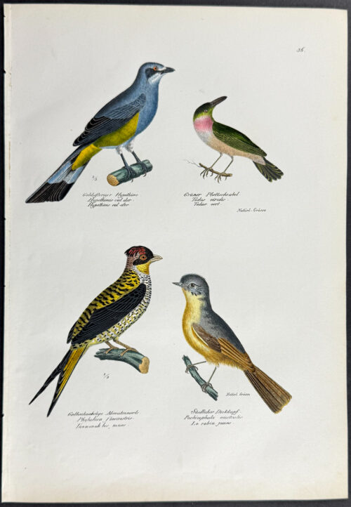 Birds