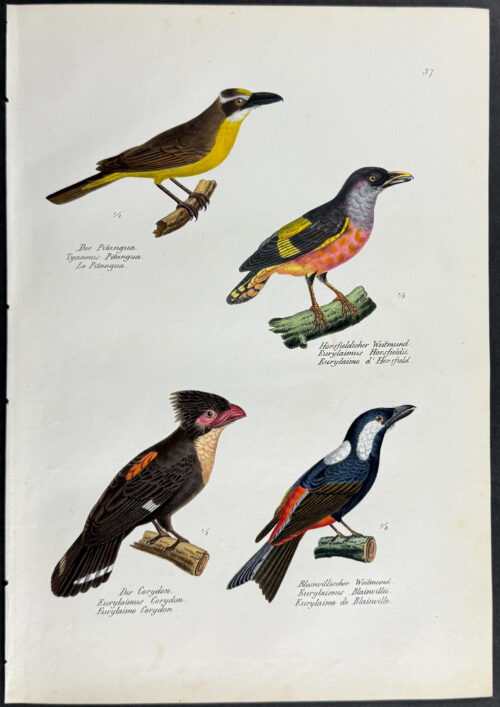 Birds