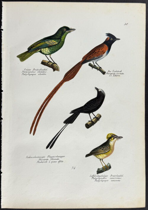 Birds