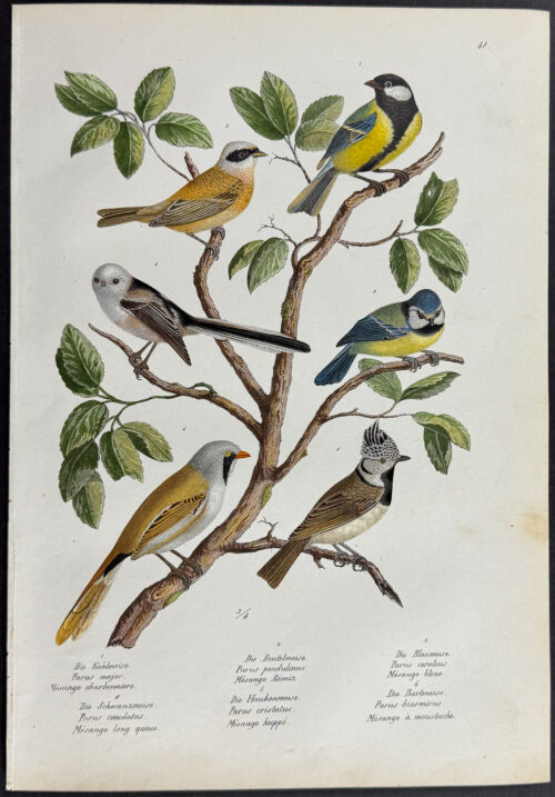 Birds