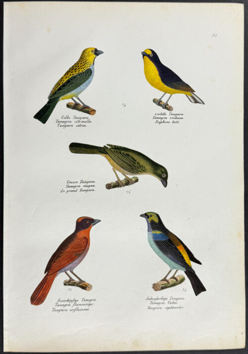 Birds