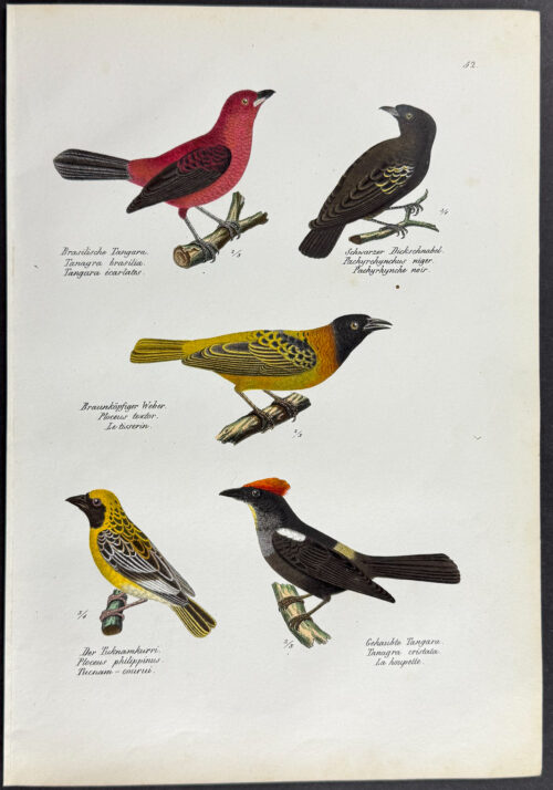 Birds