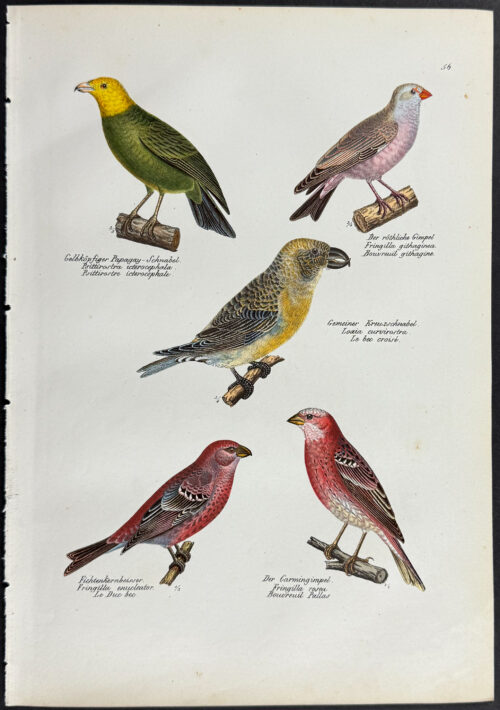 Birds