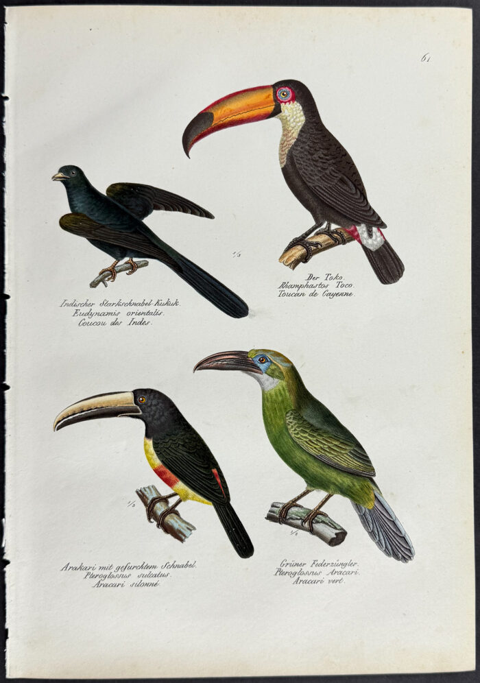 Toucans