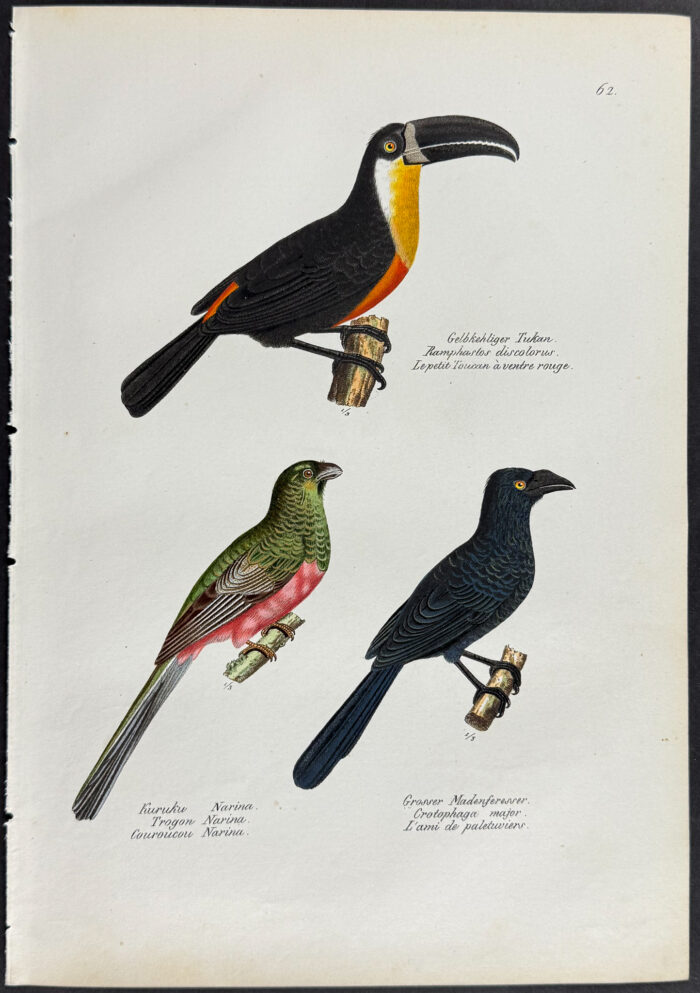 Toucan, Trogon
