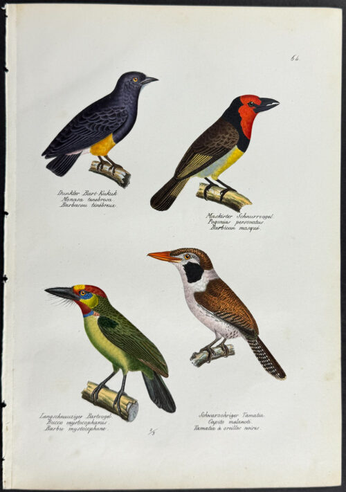 Birds