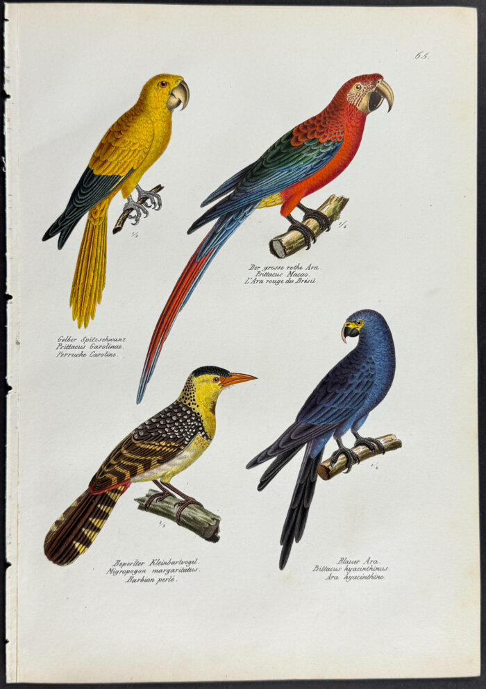 Macaws, Parrot, Woodpecker