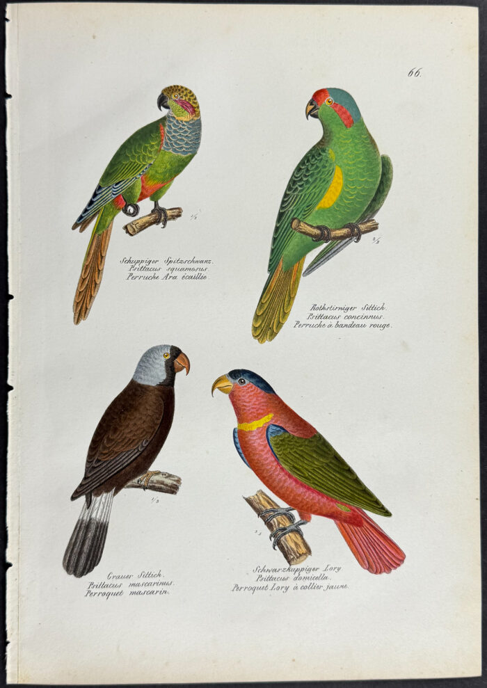 Parrots
