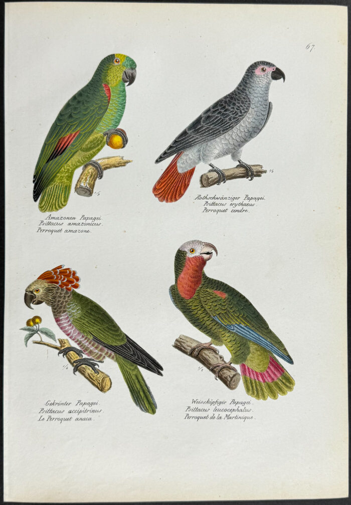 Parrots