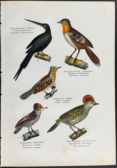 Birds