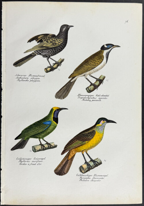Birds