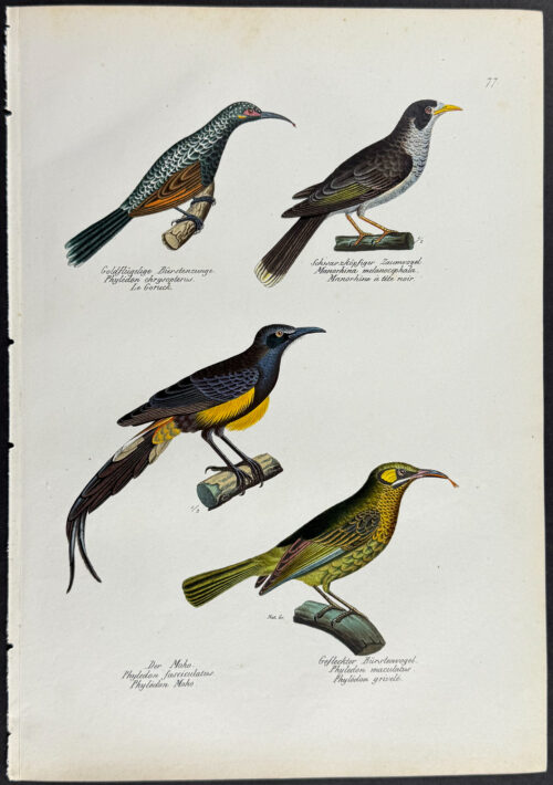 Birds