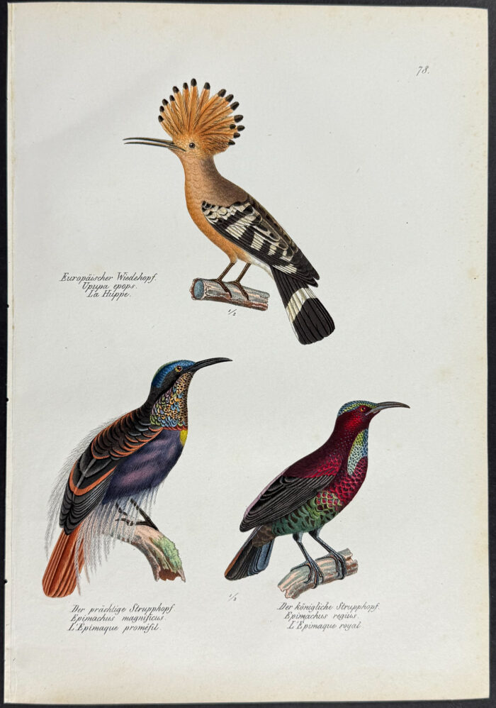Hoopoe, Birds of Paradise