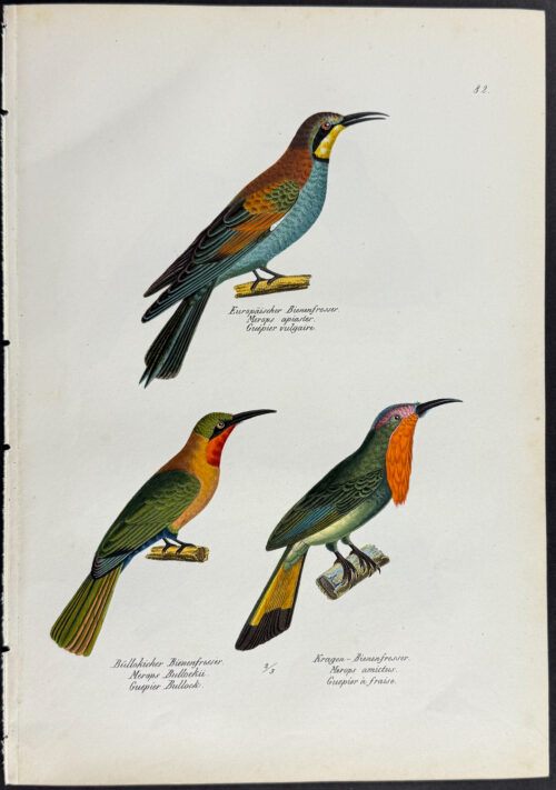 Bee Eater