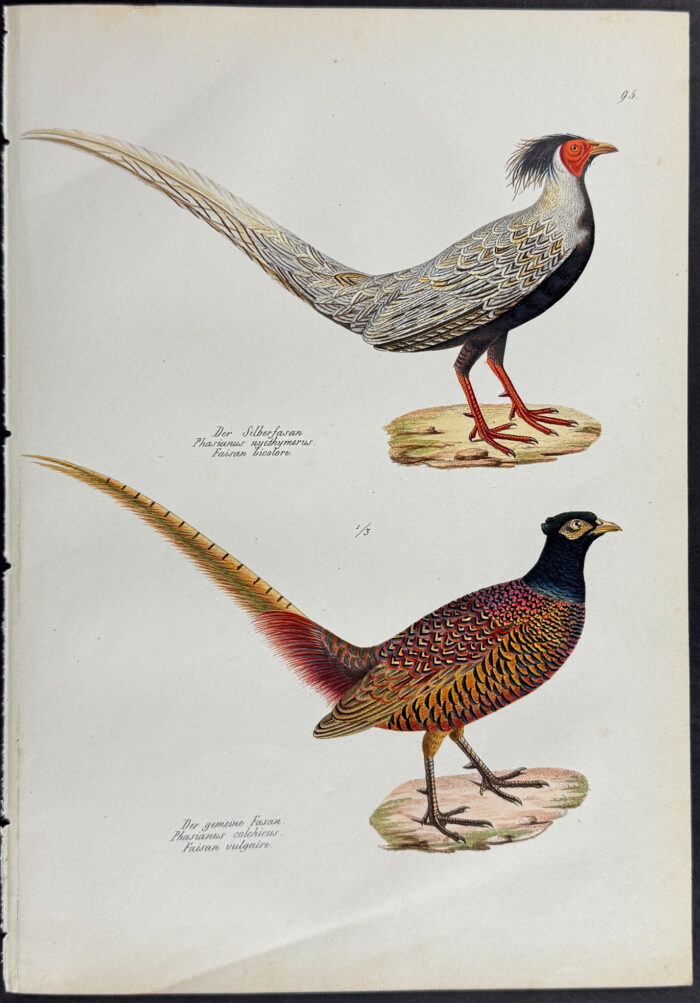 Pheasants