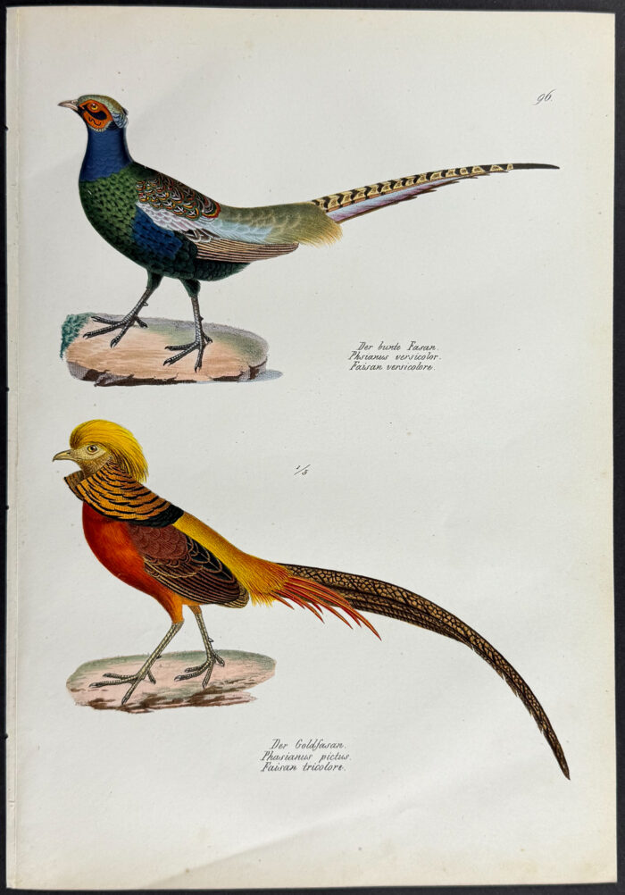 Pheasants