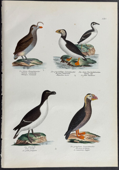 Auk, Puffin