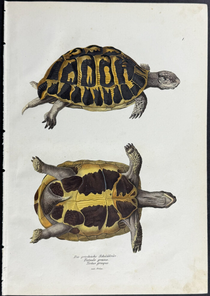 Turtle or Tortoise