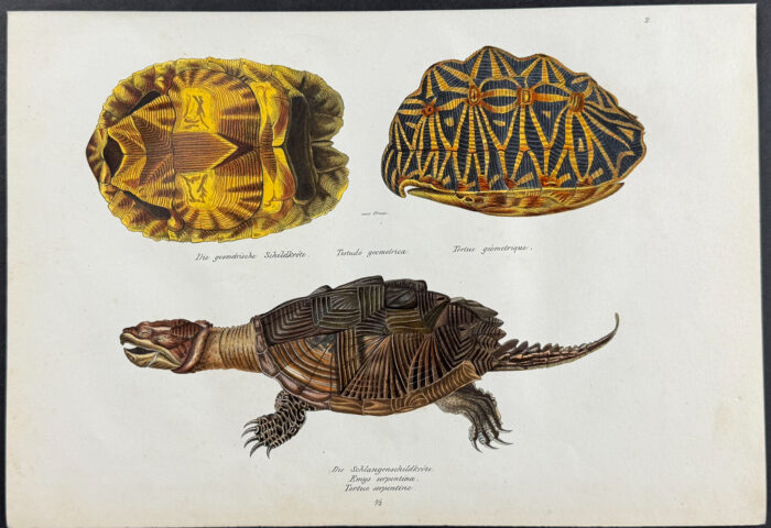 Turtle or Tortoise