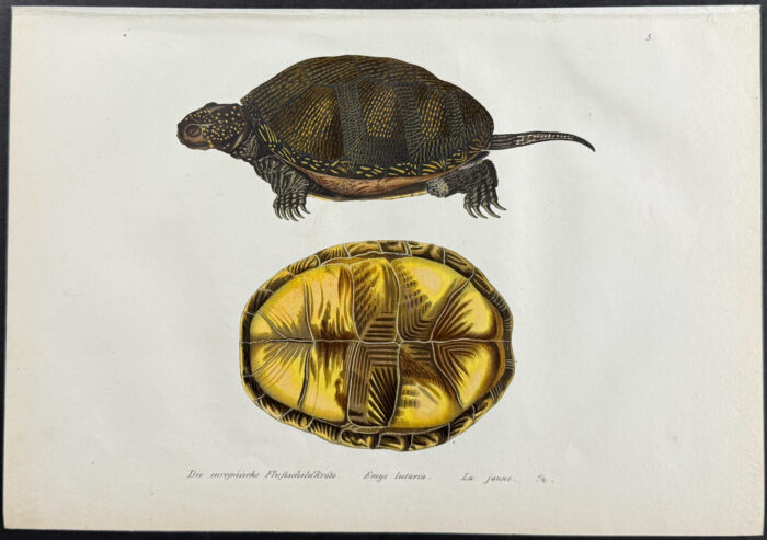Turtle or Tortoise