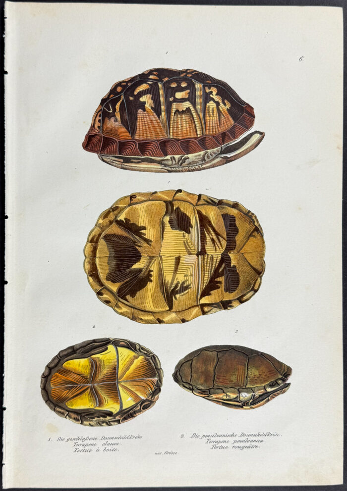 Turtle or Tortoise Shells