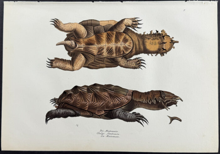 Turtle or Tortoise