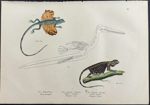 Flying Lizard