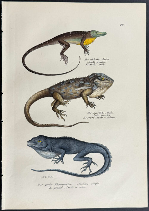 Anole or Lizard