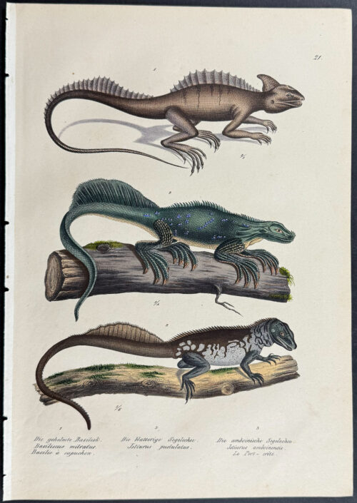 Basilisk Lizard