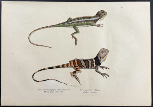 Lizards