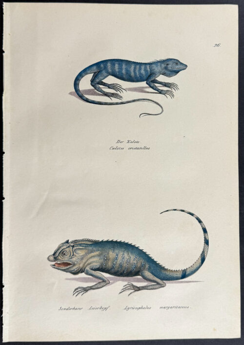 Lizards
