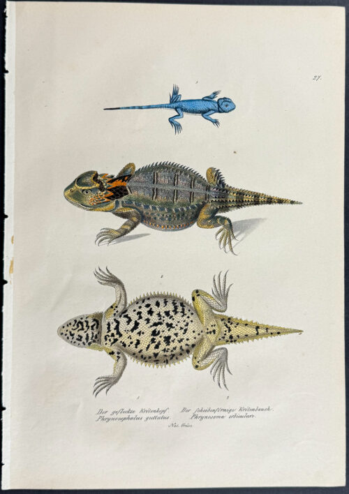 Lizards
