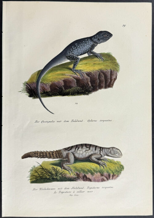Lizards