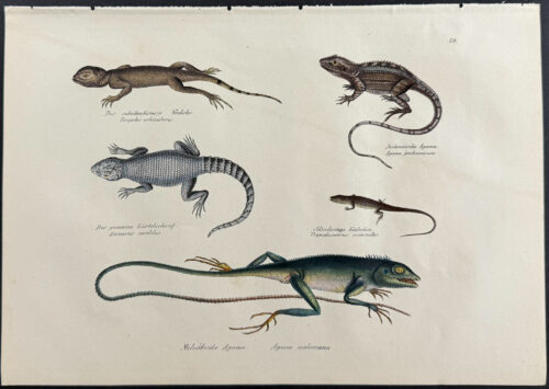Lizards