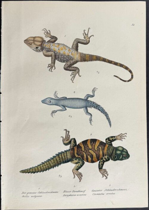 Lizards